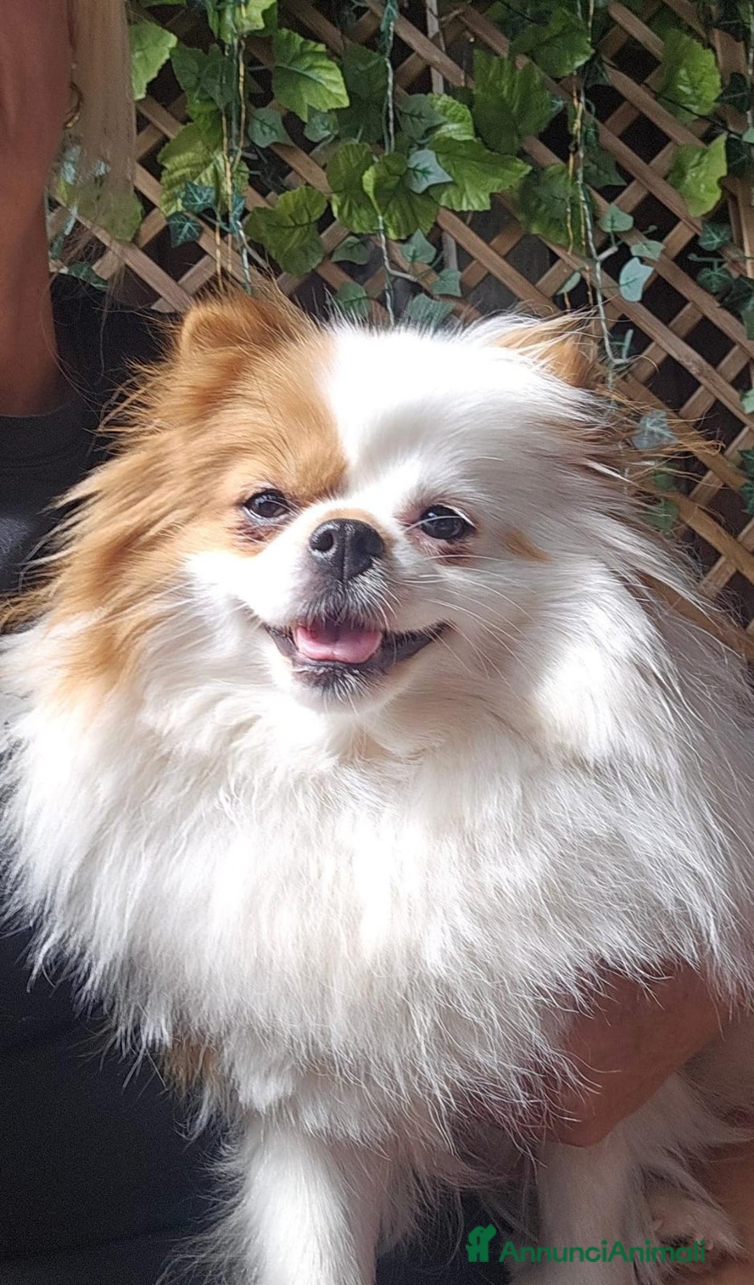 Volpino Pomerania cani in vendita: Cuccioli di Pomerania di tipo Teddy Bear - Annuncio 15