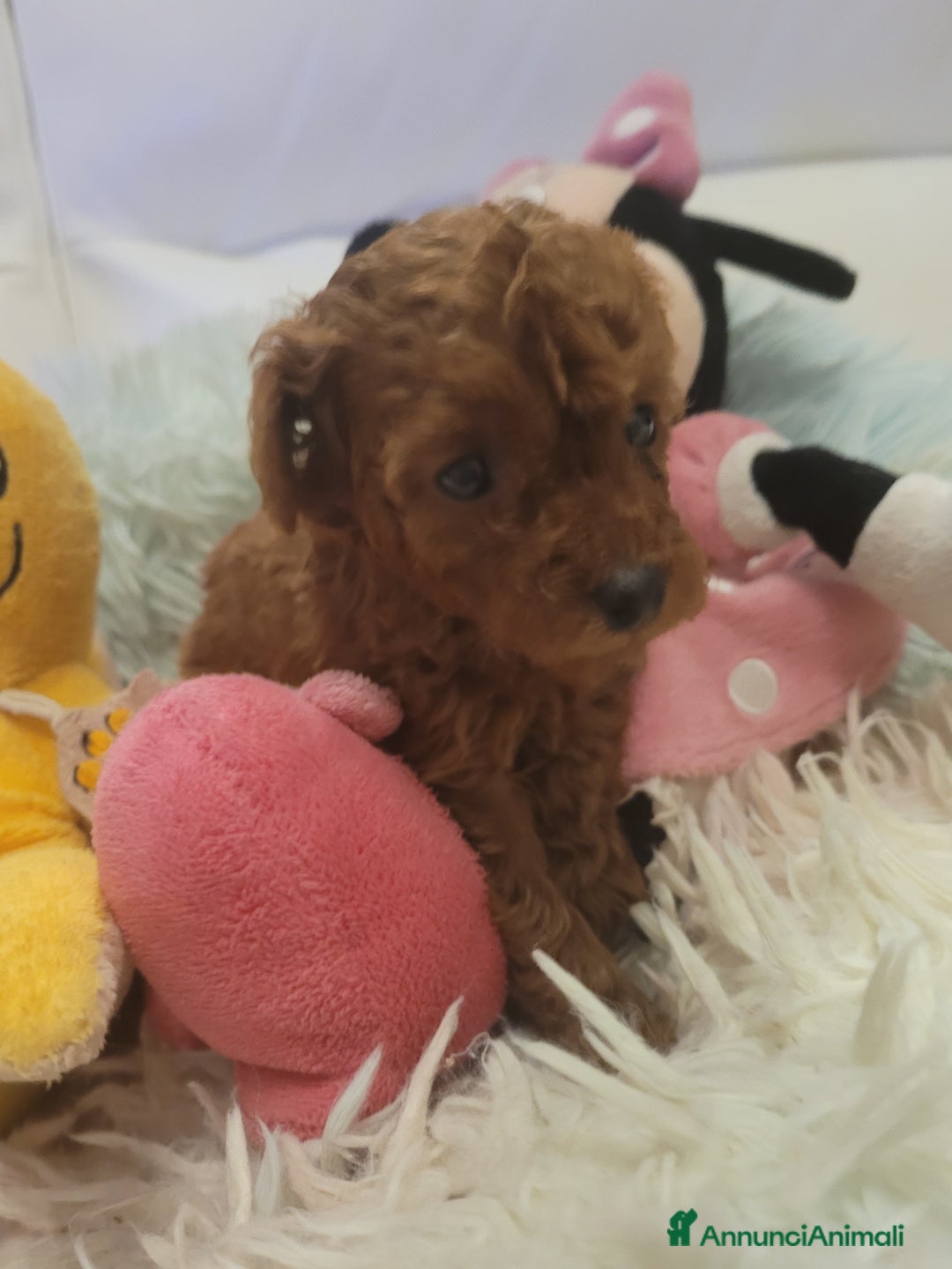 Barboncino Toy cani in vendita: BARBONCINO MASCHIO  RED - Annuncio 2