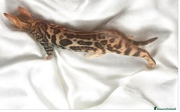 Bengala gatti in vendita: Splendida gattina del Bengala  - Annuncio 3