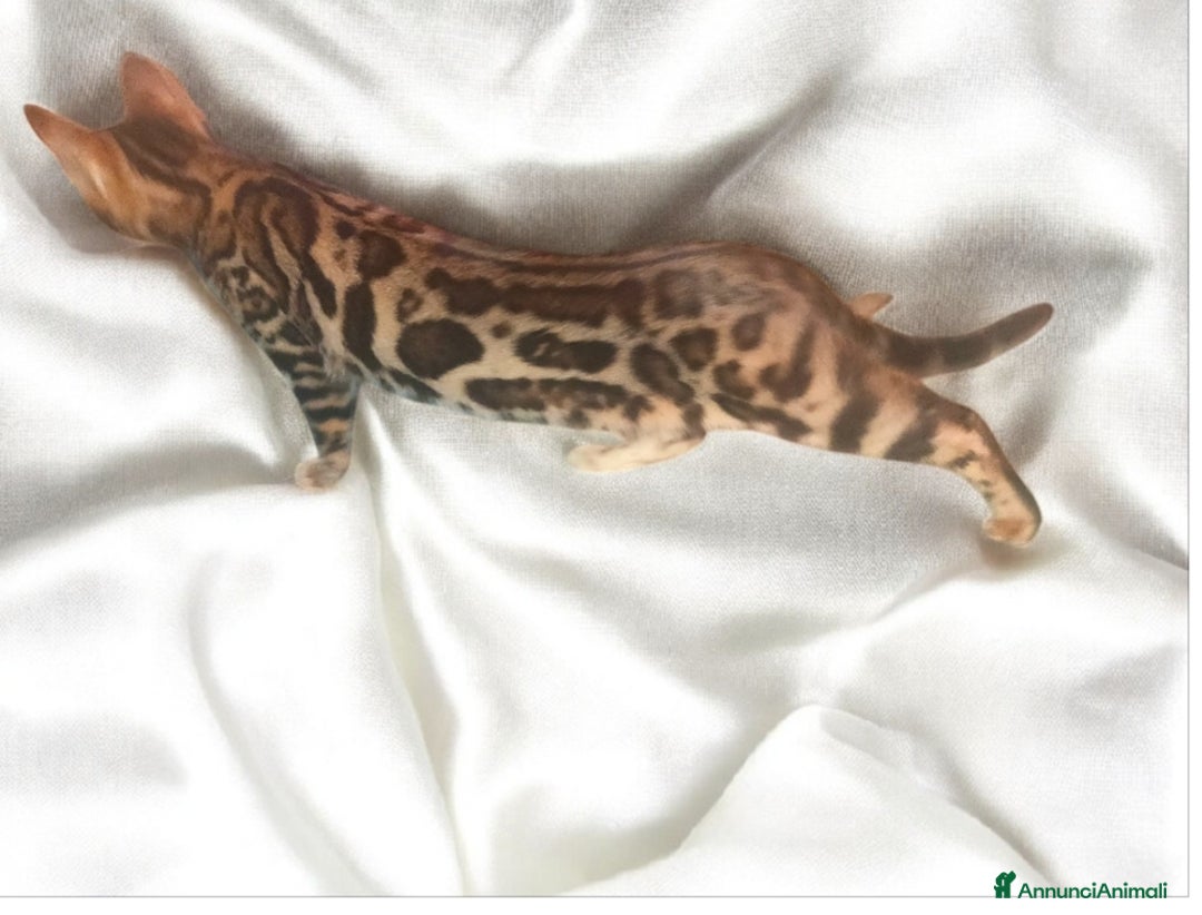 Bengala gatti in vendita: Splendida gattina del Bengala  - Annuncio 3