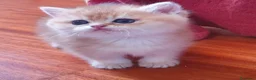 British gatti in vendita: British shorthair Golden  - Annuncio 3