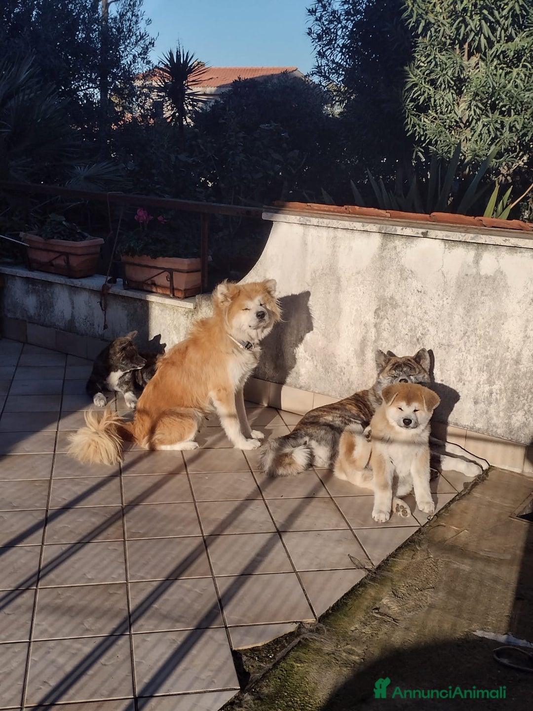 Akita Inu cani in vendita: Cuccioli Akita inu - Annuncio 7