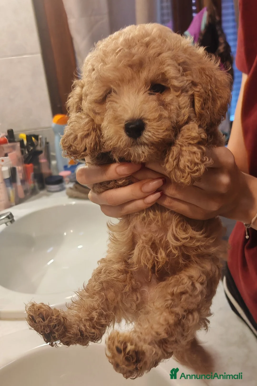 Barboncino Toy cani in vendita: Barboncini - Annuncio 1