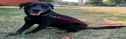 Meticcio cani in regalo: ELIJA LABRADOR - Annuncio 1