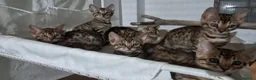 Bengala gatti in vendita: Bengala cuccioli a Provincia di Treviso - Annuncio 8