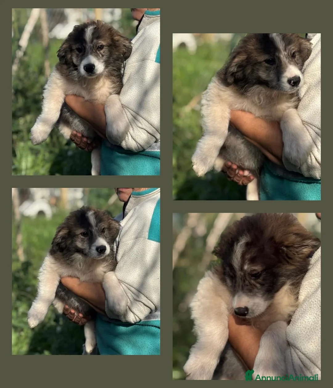 Meticcio cani in regalo: Cesare cucciolo simil pastore australiano  - Annuncio 1