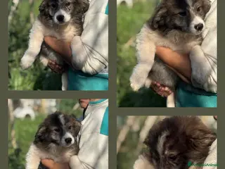 Meticcio cani Cesare cucciolo simil pastore australiano - Annuncio 30