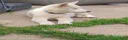 Husky cani in vendita: Siberian husky  - Annuncio 18