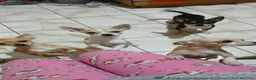 Chihuahua cani in vendita: Chihuahua dolci e buoni bellissimi - Annuncio 32