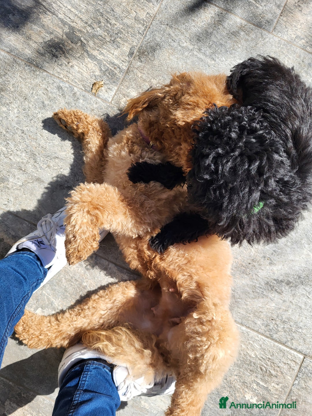 Barboncino cani in vendita: Cucciolo di barboncino  - Annuncio 3