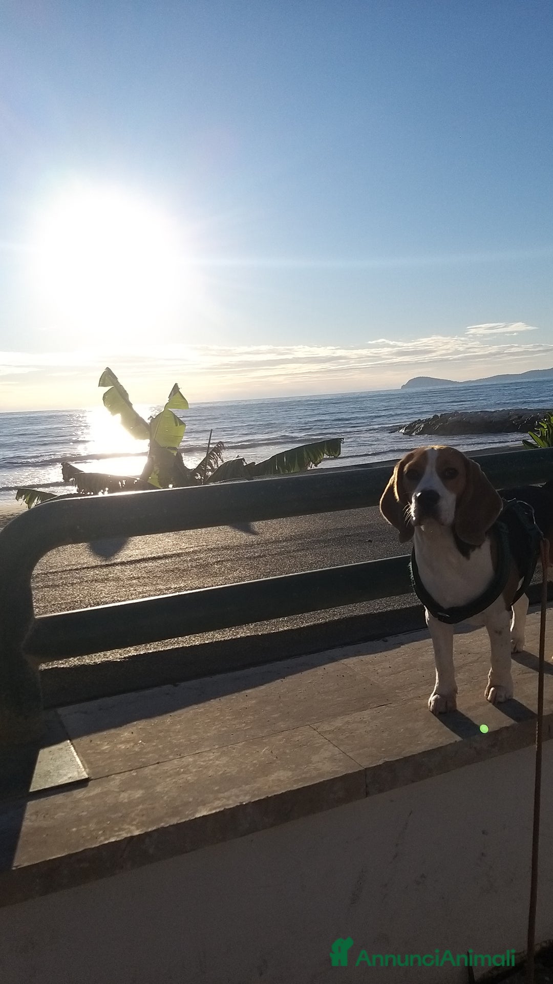 Beagle cani in regalo: Cucciolona di beagle originale - Annuncio 7