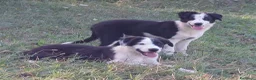 Border Collie cani in vendita: Border collie linea da lavoro - Annuncio 2