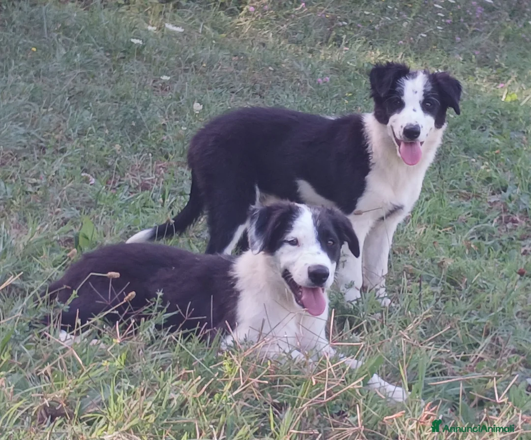 Border Collie cani in vendita: Border collie linea da lavoro - Annuncio 2