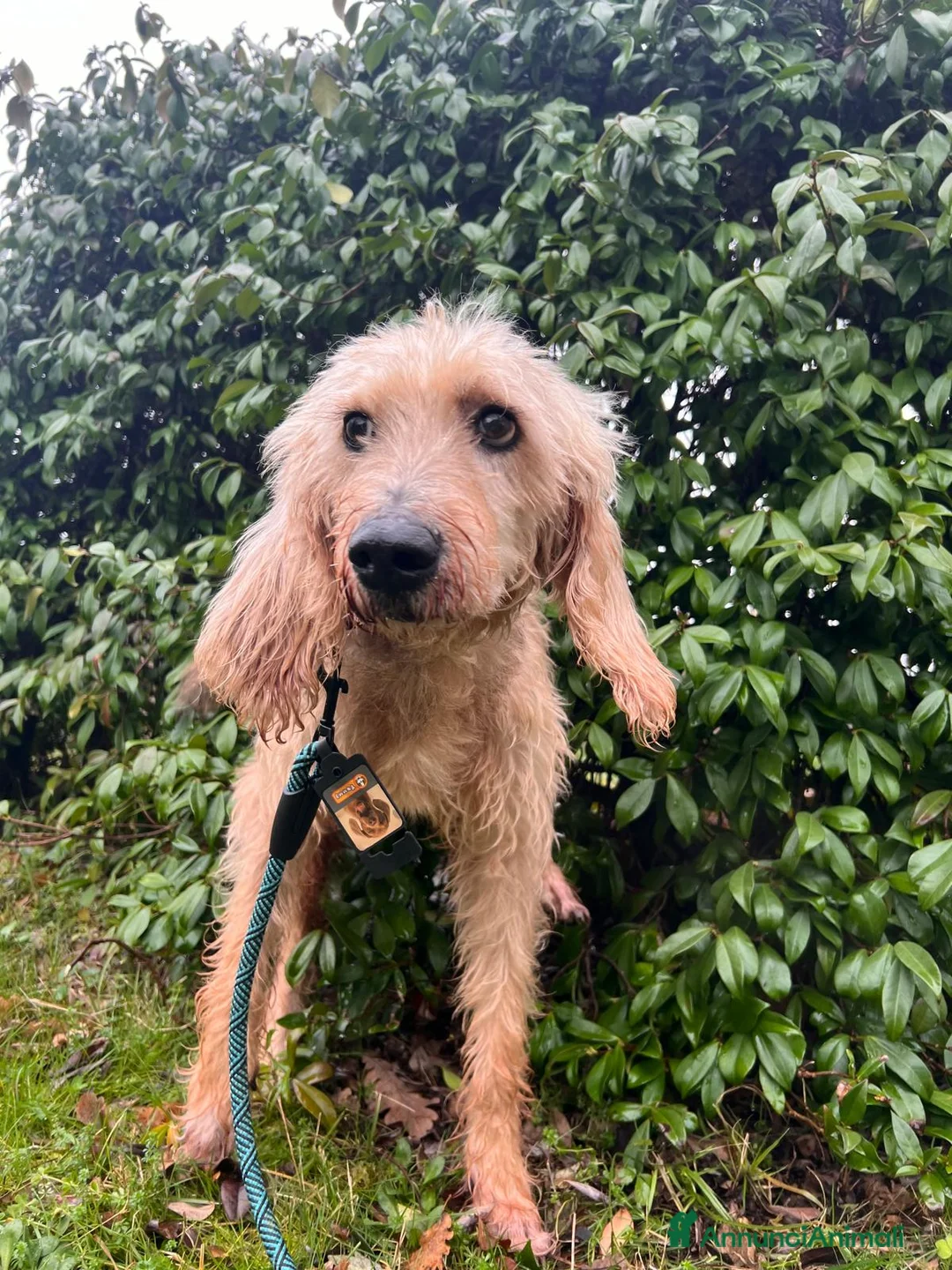 Meticcio cani in regalo: IL TENERISSIMO JERRY - Annuncio 2