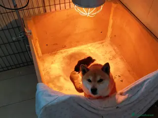 Shiba Inu cani Cucciolo di Shiba Inu - Annuncio 5