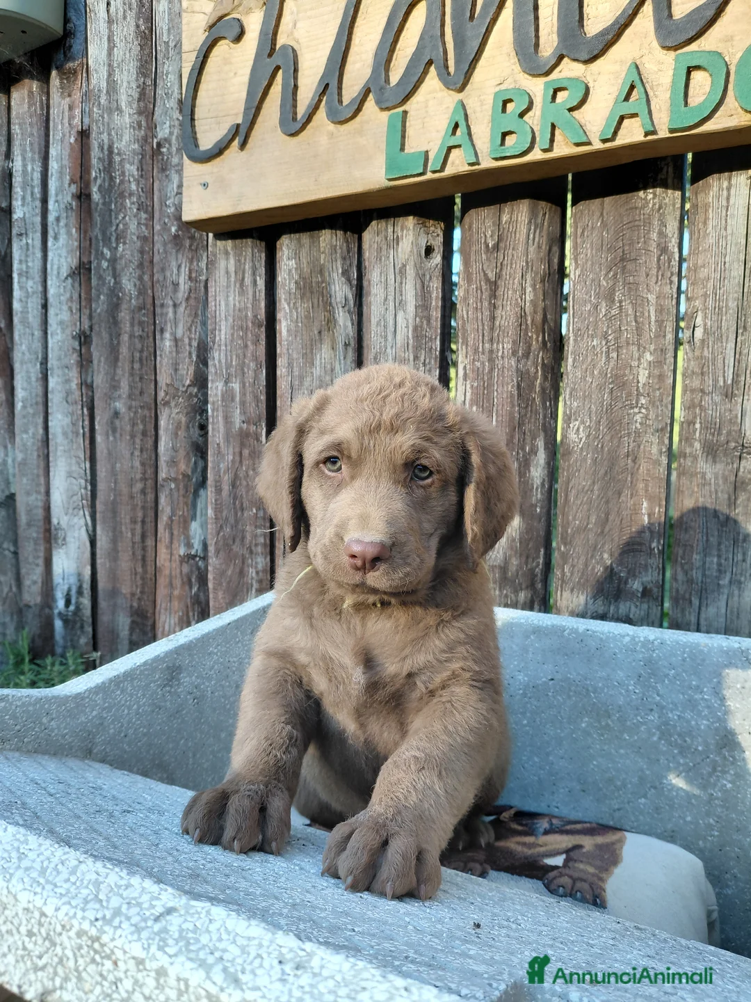 Chesapeake Bay Retriever cani in vendita: Cuccioli disponibili Chesapeake Bay Retriever  - Annuncio 2
