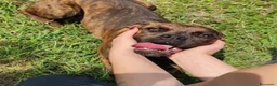 Boxer cani in regalo: Cagnolini incrocio boxer - Annuncio 3