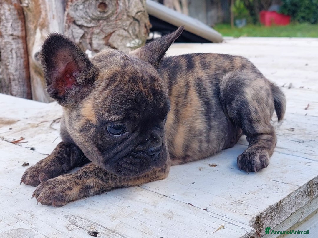 Bulldog Francese cani in vendita: Bulldog francese Bringee - Annuncio 2