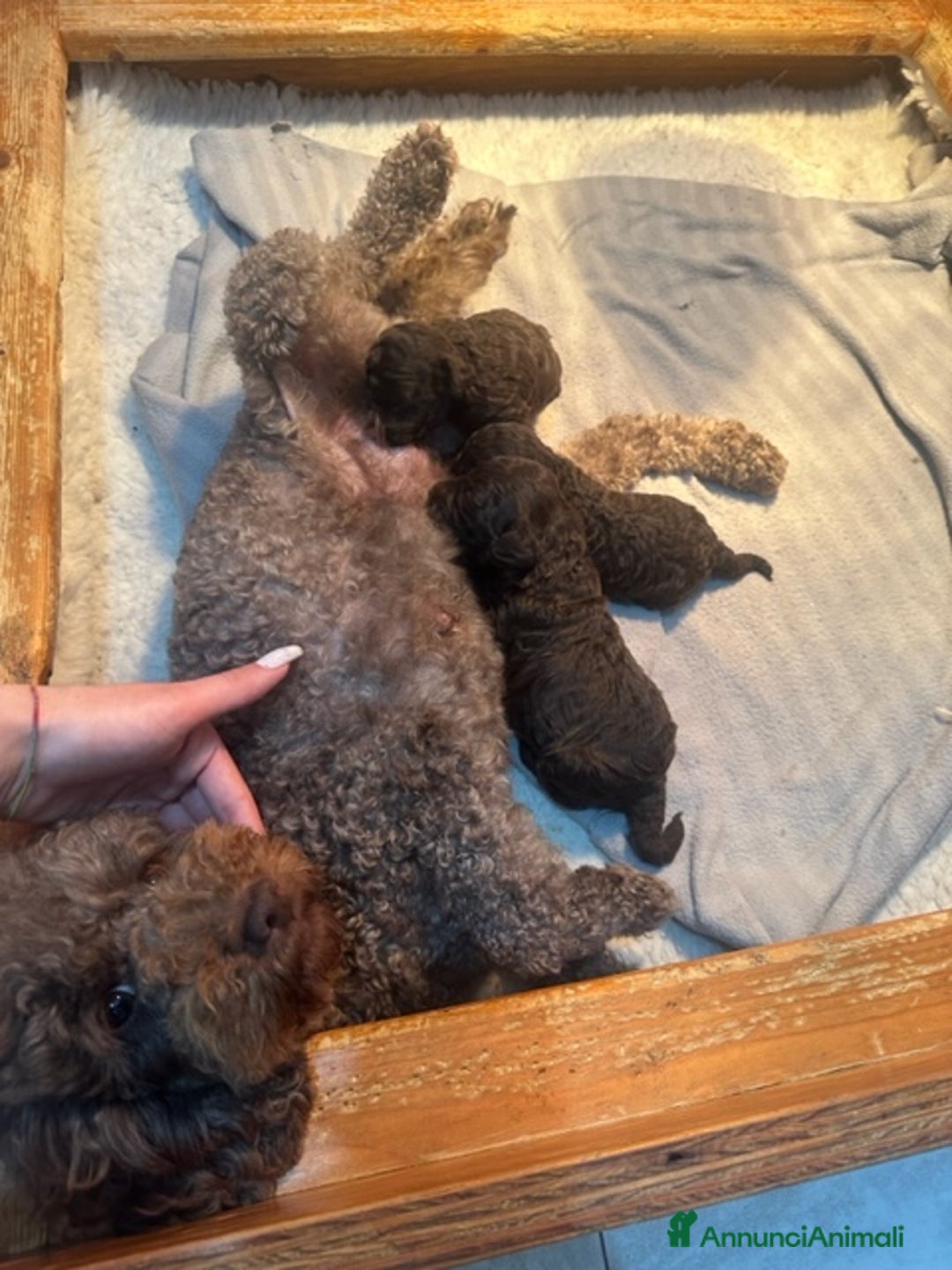 Barboncino cani in vendita: Barboncini Marroni , Bianchi e Neri con Pedigree - Annuncio 9