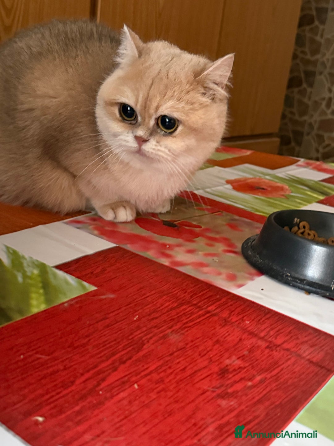 British gatti in vendita: British femmina blu golden  - Annuncio 2