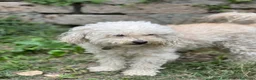 Barboncino cani in vendita: CUCCIOLE DI BARBONCINO a Provincia di Viterbo - Annuncio 2
