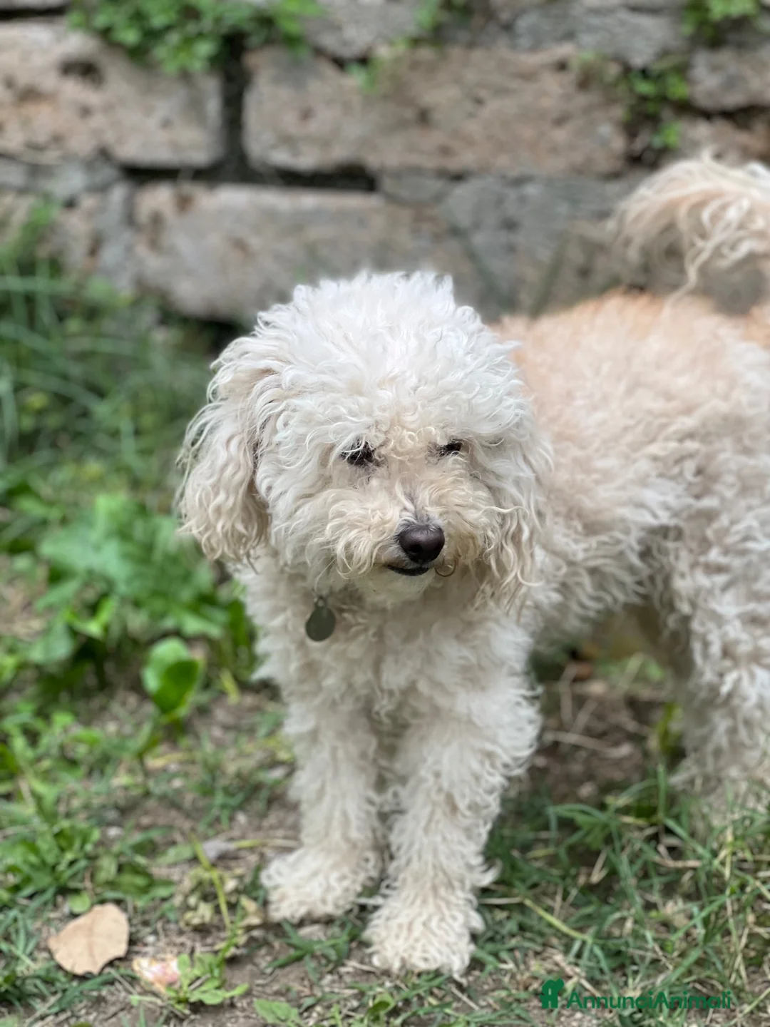 Barboncino cani in vendita: CUCCIOLE DI BARBONCINO a Provincia di Viterbo - Annuncio 2