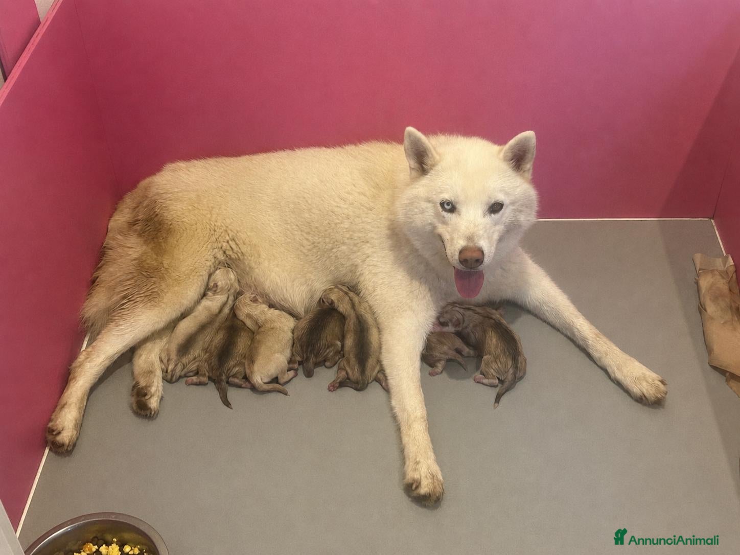 Husky cani Cuccioli di siberian husky con pedigree  - Annuncio 23