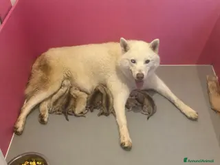 Husky cani Cuccioli di siberian husky con pedigree - Annuncio 23