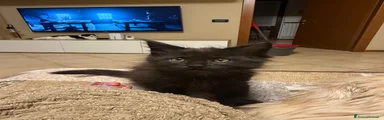 Maine Coon 3