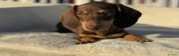 Bassotto cani in vendita: Bassotto femmina  - Annuncio 1