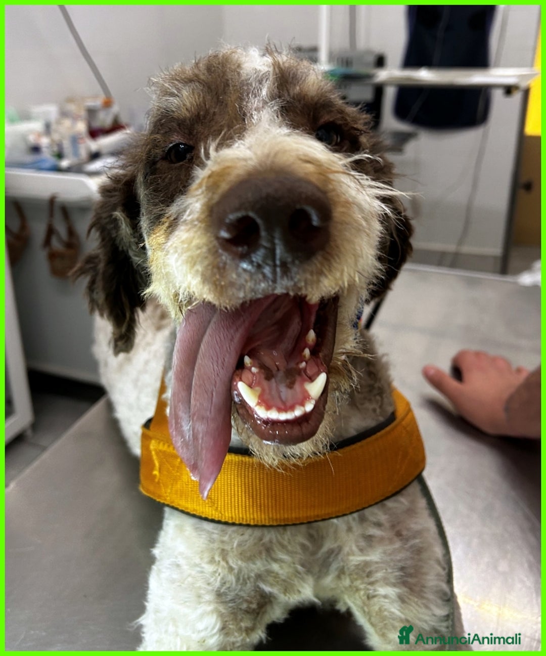 Lagotto cani in regalo: FICARRA, SIMIL LAGOTTINO 2 ANNI, ABBANDONATO LEGAT a Città metropolitana di Milano - Annuncio 7