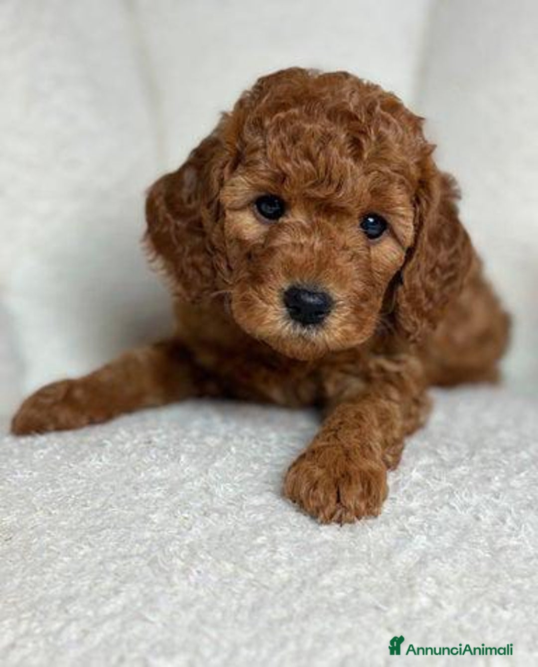 Meticcio cani in vendita: Cuccioli di Mini Goldendoodle F1BB - Annuncio 17