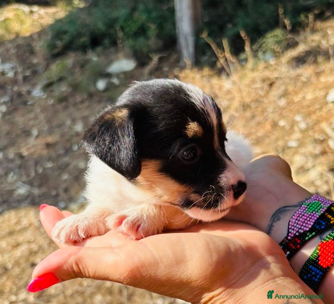 Jack Russell cani in vendita: Jack Russell pelo broken/ruvido a Calenzano - Immagine 22
