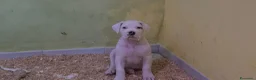 Dogo Argentino cani in vendita: Cuccioli di dogo argentino - Annuncio 8