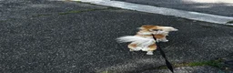 Chihuahua cani in vendita: Chihuahua a Città metropolitana di Roma Capitale - Annuncio 2