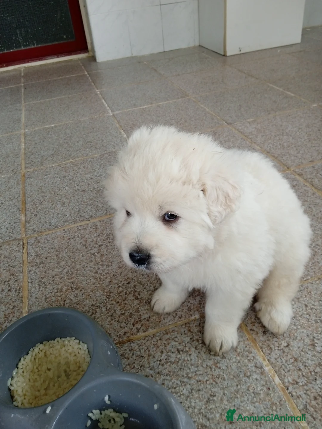 Pastore Maremmano cani in regalo: CUCCIOLI DI MAREMMANO CERCANO UNA CASA a Provincia di Catanzaro - Annuncio 2