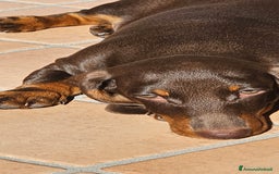 Bassotto cani in vendita: Bassotto maschio  kaninken 3 mesi e mezzo - Immagine 1