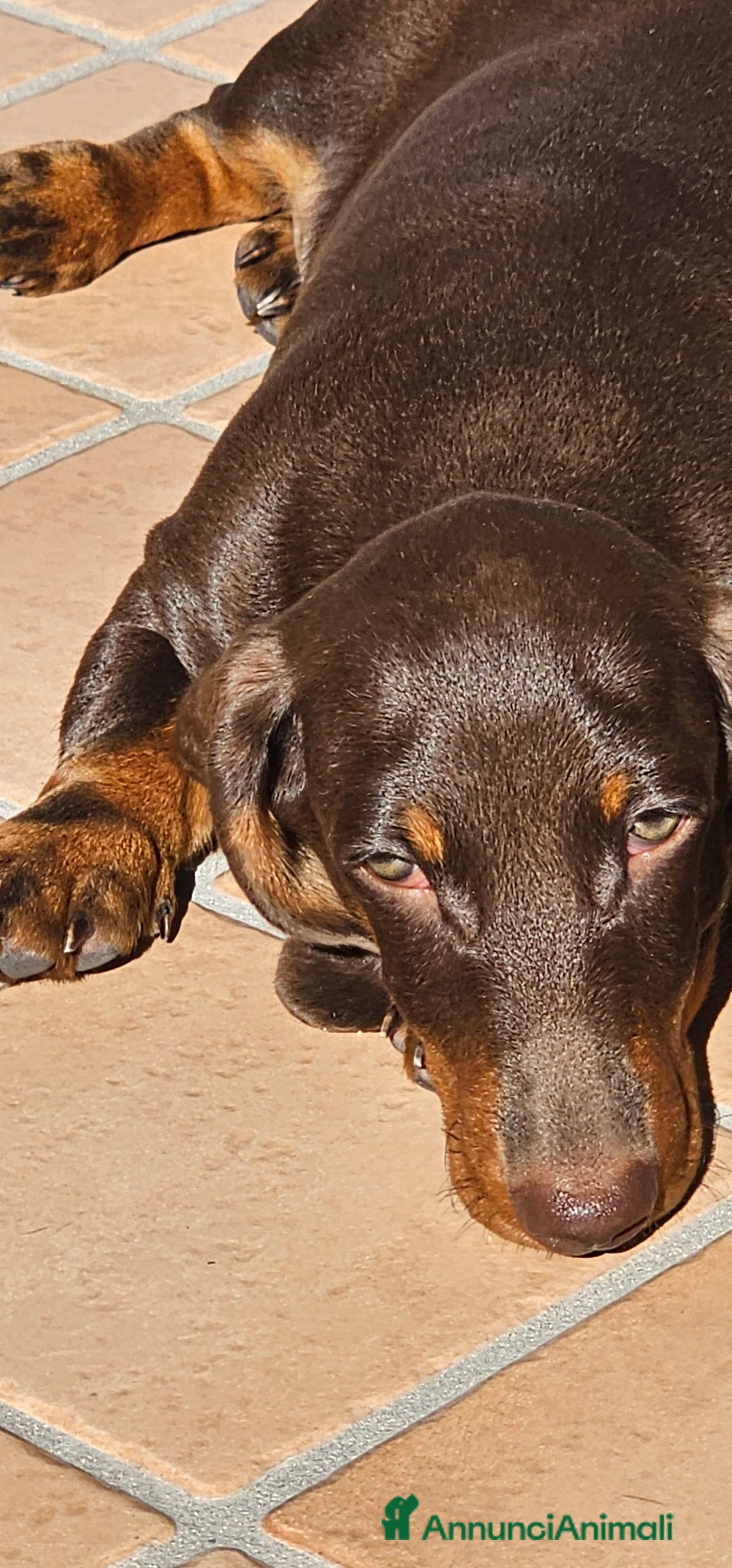 Bassotto cani in vendita: Bassotto maschio  kaninken 3 mesi e mezzo - Immagine 1