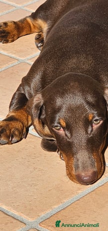 Bassotto cani - Annuncio 4