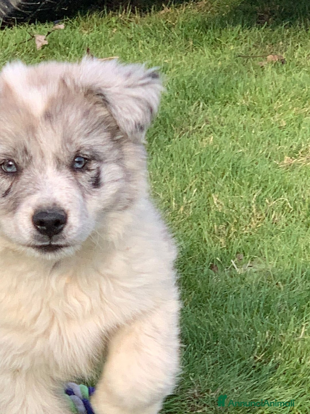Bearded Collie cani in vendita: cuccioli border  - Annuncio 11