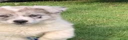 Bearded Collie cani in vendita: cuccioli border  - Annuncio 11