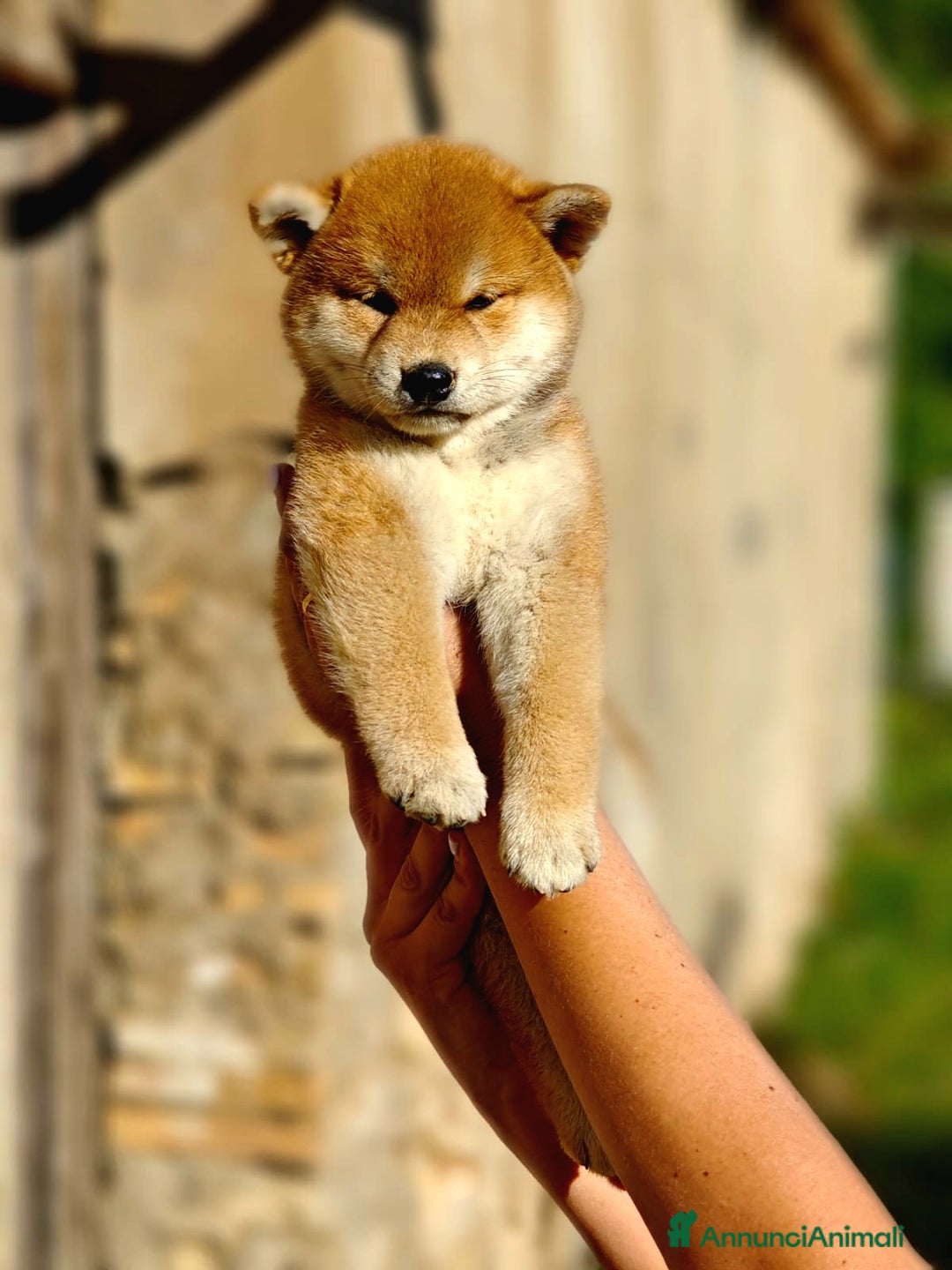 Shiba Inu cani in vendita: SHIBA INU CUCCIOLI  - Annuncio 8