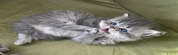 Persiano gatti in vendita: Splendidi cuccioli di gatto persiano - Annuncio 3