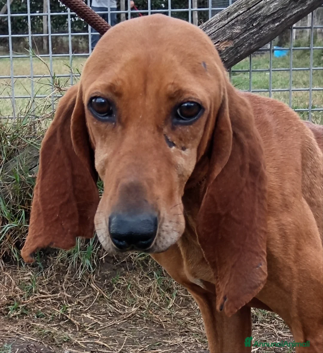 Segugio cani in regalo: Sega – segugio coclor nocciola in adozione a Provincia di Latina - Annuncio 3