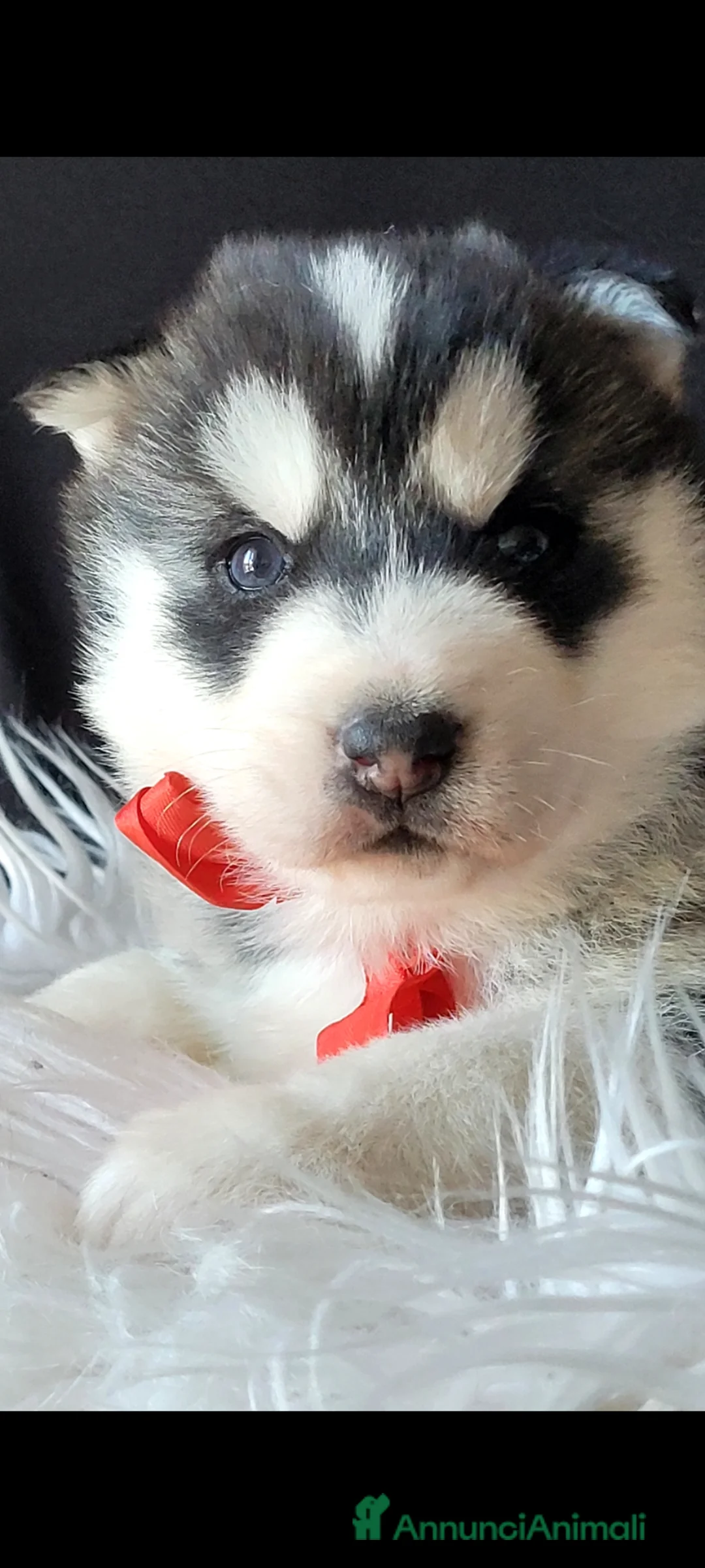 Husky cani in vendita: SIBERIAN HUSKY CUCCIOLATA CON PEDIGREE  - Annuncio 5