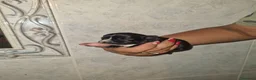 Chihuahua cani in vendita: Cuccioli di chihuahua  - Annuncio 3