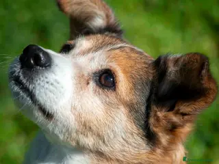 Meticcio cani NONNO PLAUTO CERCA ANCORA UNA CASA, IN ADOZIONE - Annuncio 35
