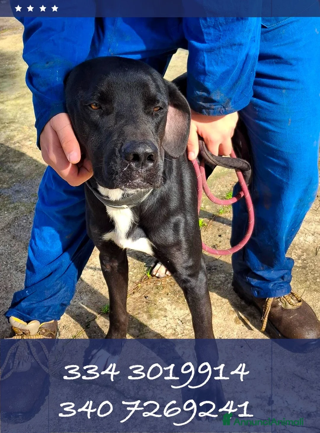 Meticcio cani in regalo: BENNY 💙-un inizio doloroso,ora sta bene cerca 🏠  a Provincia di Piacenza - Annuncio 2