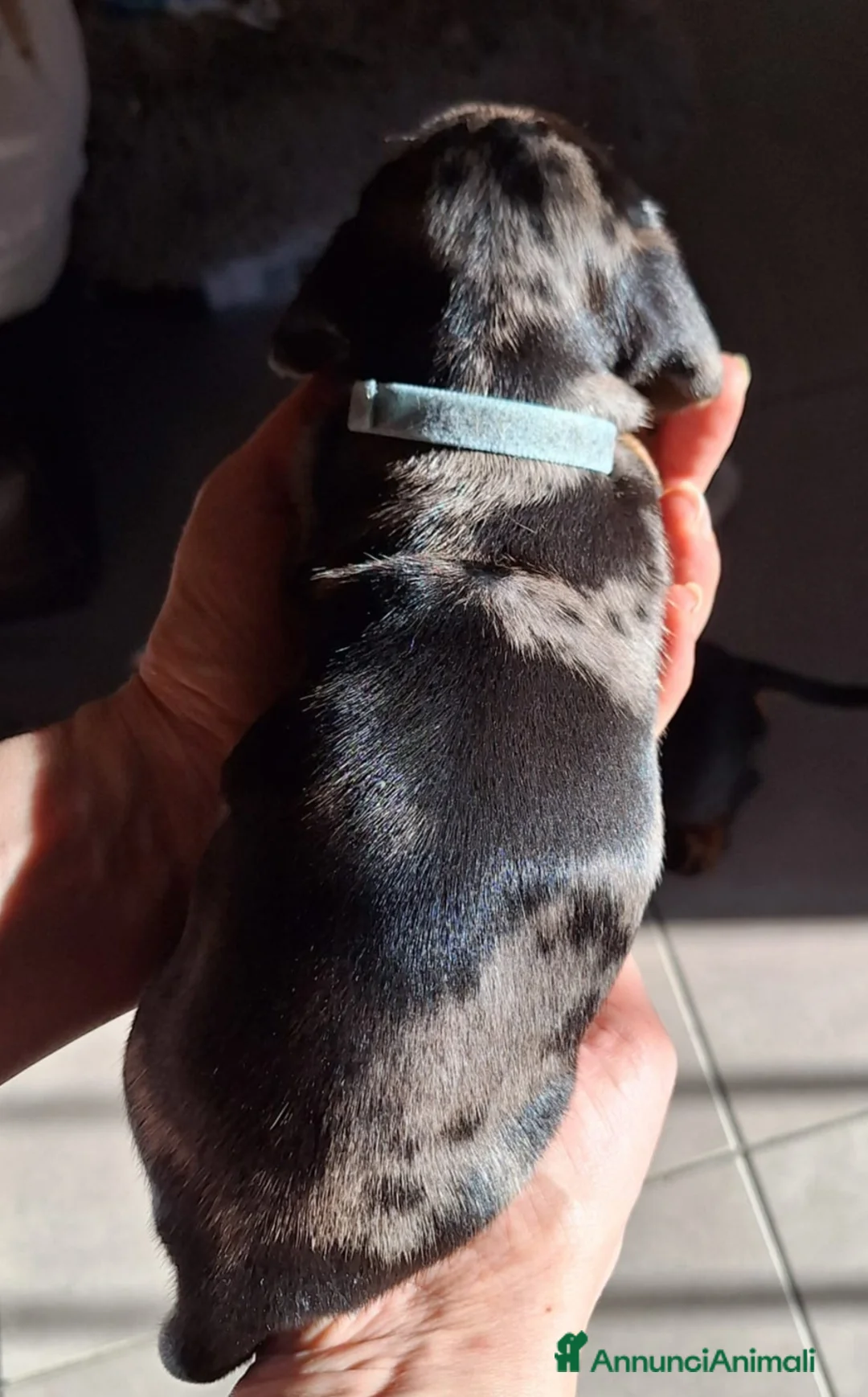 Bassotto cani in vendita: Bassotto arlecchino pedigree ENCI  - Annuncio 3