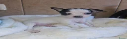 Chihuahua cani in vendita: Chihuahua toy  a Città metropolitana di Milano - Annuncio 7